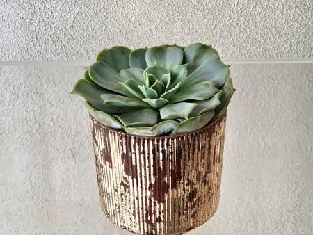 ECHEVERIA IN RUSTIC GLASS VASE Online Sale