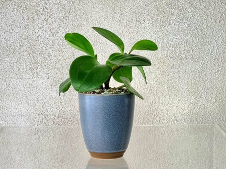 LITTLE PEPPEROMIA IN BLUE VASE Hot on Sale