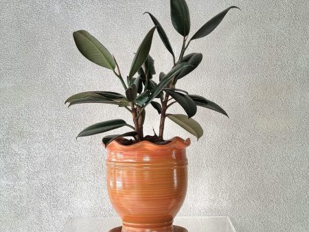 BURGUNDY RUBBER PLANT IN ORANGE POT Hot on Sale