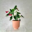 RED ANTHURIUM IN TERRACOTTA POT Sale