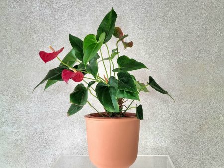 RED ANTHURIUM IN TERRACOTTA POT Sale