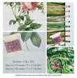 Rosa Centifolia Foliacea Cross Stitch Kit on Sale