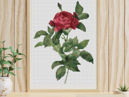 Rosa Gallica Pontiana Cross Stitch Kit Hot on Sale