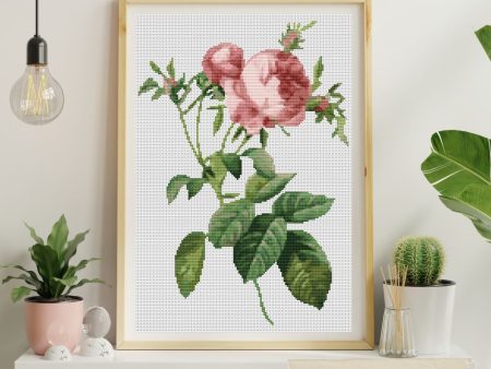 Rosa Centifolia Foliacea Cross Stitch Kit on Sale