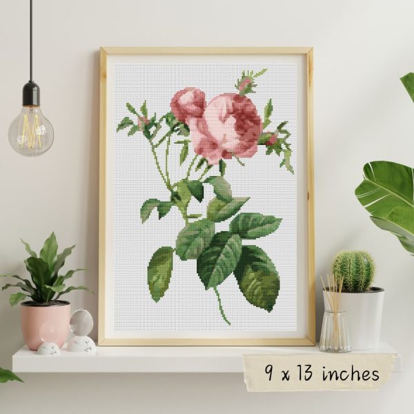 Rosa Centifolia Foliacea Cross Stitch Kit on Sale