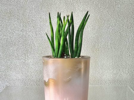 LITTLE SANSIVIERIA IN PINK GLASS VASE For Cheap