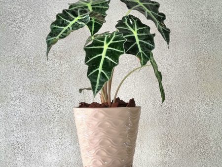 ALOCASIA AMAZONICA IN CERAMIC POT Fashion