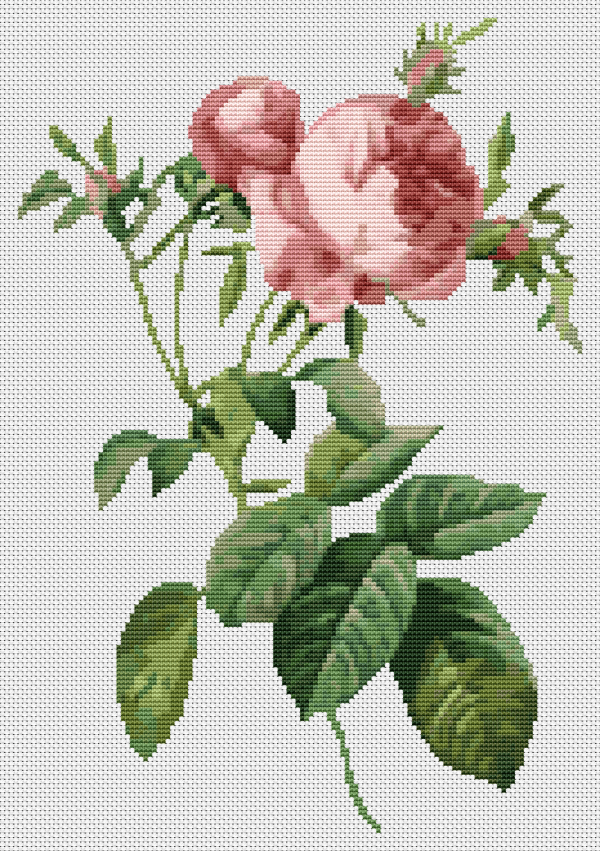 Rosa Centifolia Foliacea Cross Stitch Kit on Sale